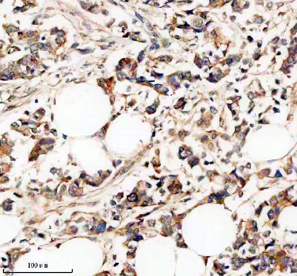 a00679 1 trio primary antibodies ihc testing 2