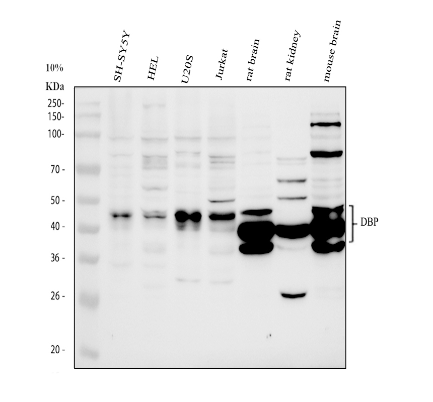 a00680 1 dbp primary antibodies wb testing 1