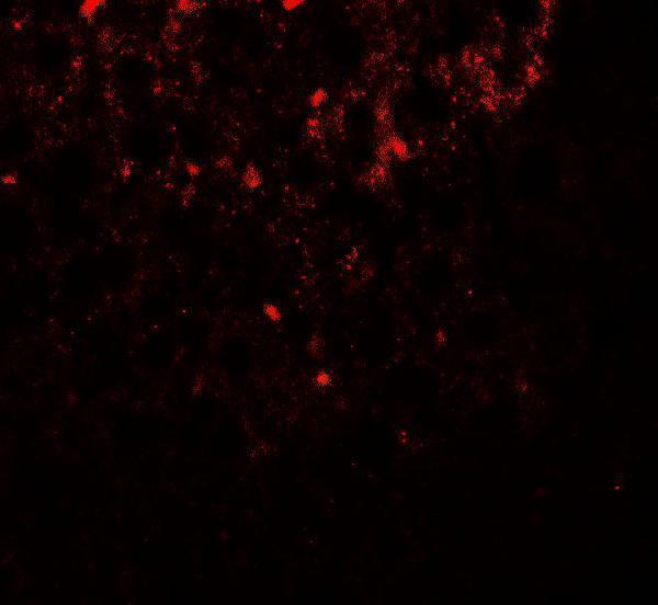 Immunofluorescence of SHBG in mouse liver tissue with SHBG antibody at 20 μg/ml
