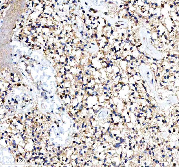  IHC analysis of IRE1/ERN1 using anti-IRE1/ERN1 antibody (A00683-2)