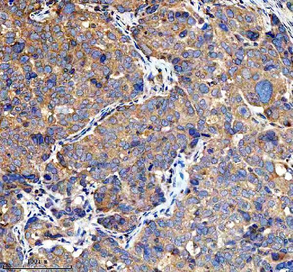 a00683 2 ire1 ern1 primary antibodies ihc testing 5