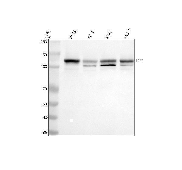  Western blot analysis of IRE1/ERN1 using anti-IRE1/ERN1 antibody (A00683-2)