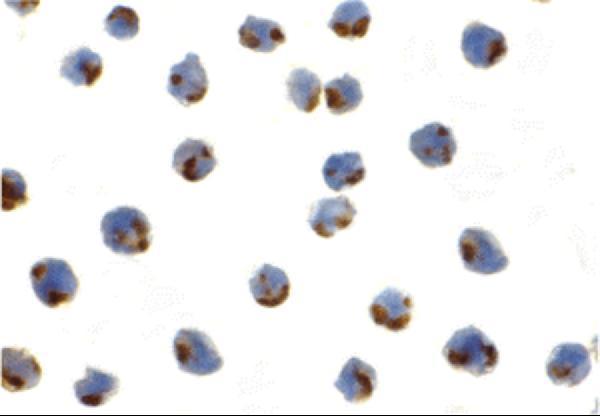 a00683 ern1 primary antibodies icc testing 6