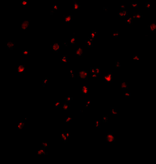 a00683 ern1 primary antibodies if testing 5