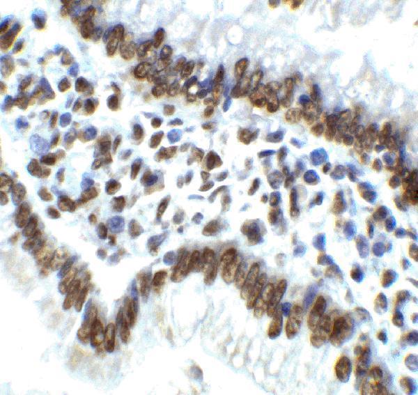 a00683 ern1 primary antibodies ihc testing 10