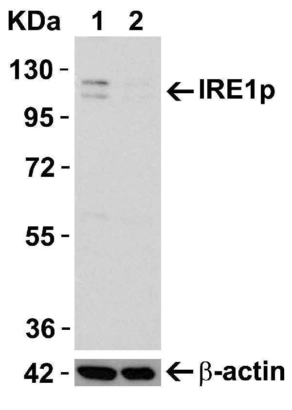 a00683 ern1 primary antibodies ko testing 2