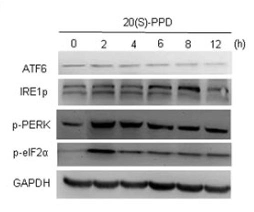 a00683 ern1 primary antibodies wb testig 11