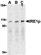 a00683 ern1 primary antibodies wb testing 1