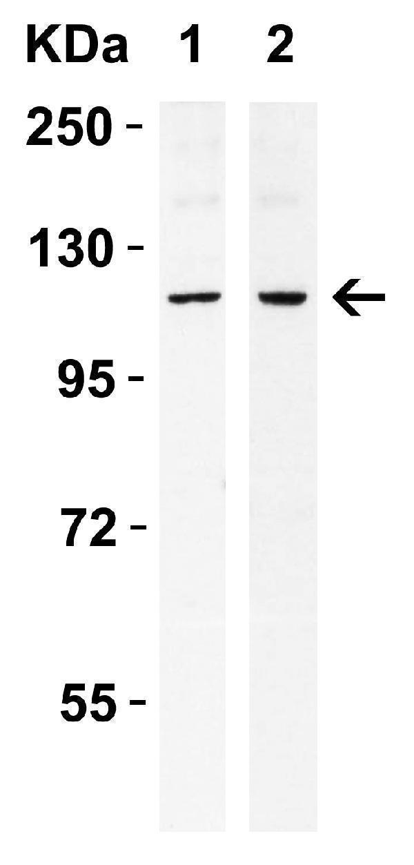 a00683 ern1 primary antibodies wb testing 3