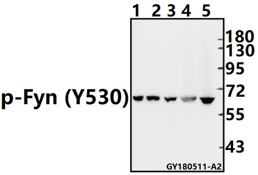 a00684y530 fyn primary antiboties wb testing 1