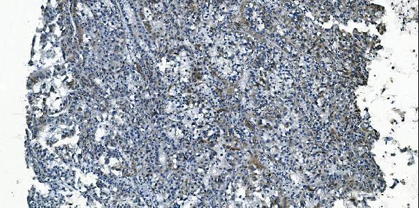 a00685 1 mcu primary antibodies ihc testing 4