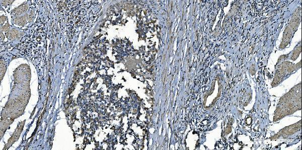 a00685 1 mcu primary antibodies ihc testing 5