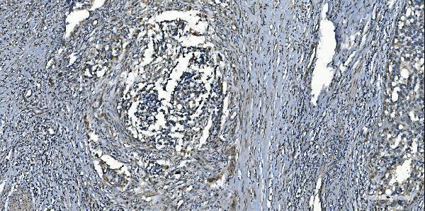 a00685 1 mcu primary antibodies ihc testing 6