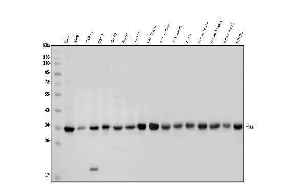 a00685 1 mcu primary antibodies wb testing 1_1
