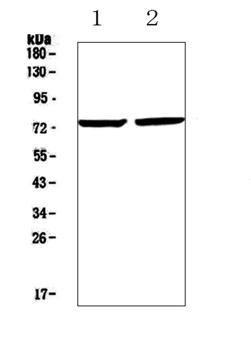 a00687 1 egr1 primary antibodies wb testing 1