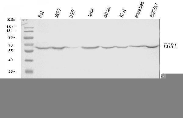  Western blot analysis of EGR1 using anti-EGR1 antibody (A00687-3)