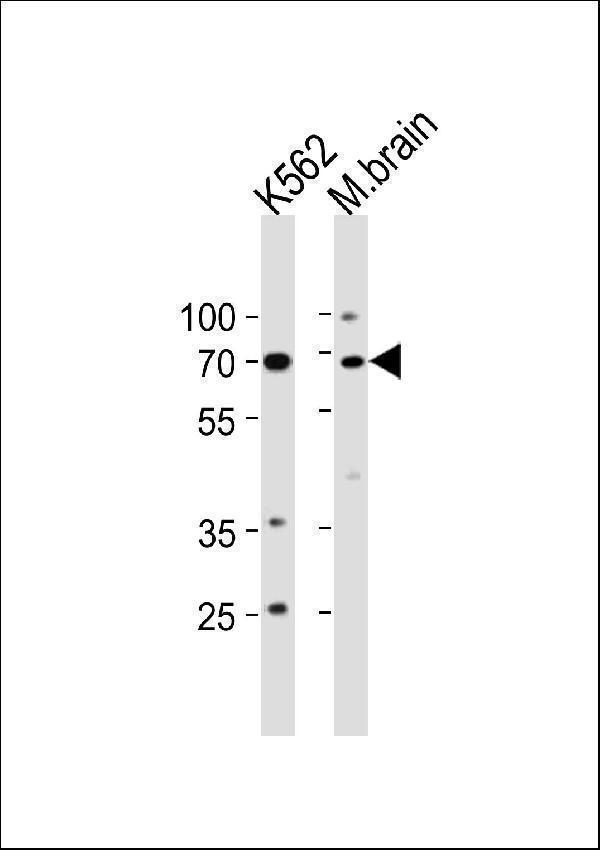 TP73 Antibody (Center) western blot analysis in K562 cell line and mouse brain tissue lysates (35ug/lane)