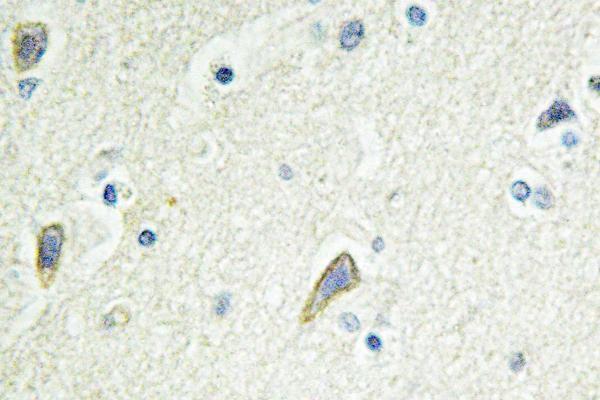 Immunohistochemistry (IHC) analyzes of EphB4 (E601) pAb in paraffin-embedded human brain tissue