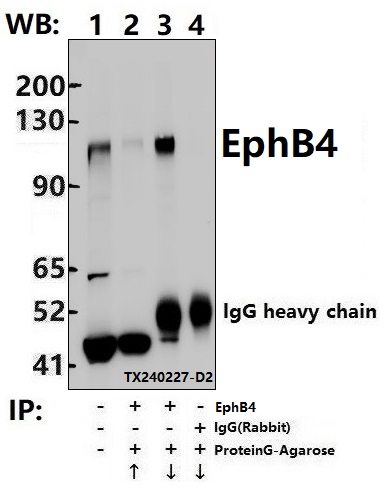 a00690 2 ephb4 primary antiboties ip testing 4