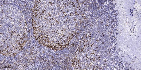 Immunohistochemical analysis of paraffin-embedded human tonsil
