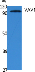 Western Blot analysis of extracts from NIH-3T3 cells, using VAV1 Polyclonal Antibody