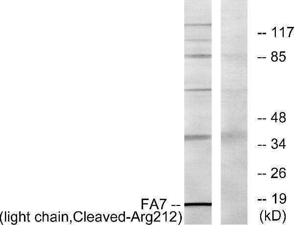 a00693 1 f7 primary antibodies wb testing 2