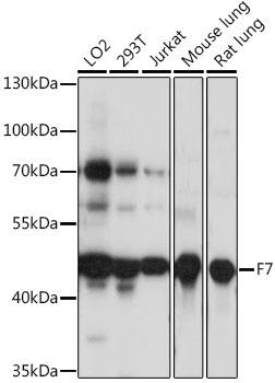 Western blot analysis of extracts of various cell lines, using F7 antibody  at 1:1000 dilution