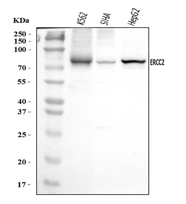  Western blot analysis of XPD/ERCC2 using anti-XPD/ERCC2 antibody (A00694-2)