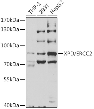 Western blot analysis of extracts of various cell lines, using XPD/XPD/ERCC2 antibody  at 1:1000 dilution