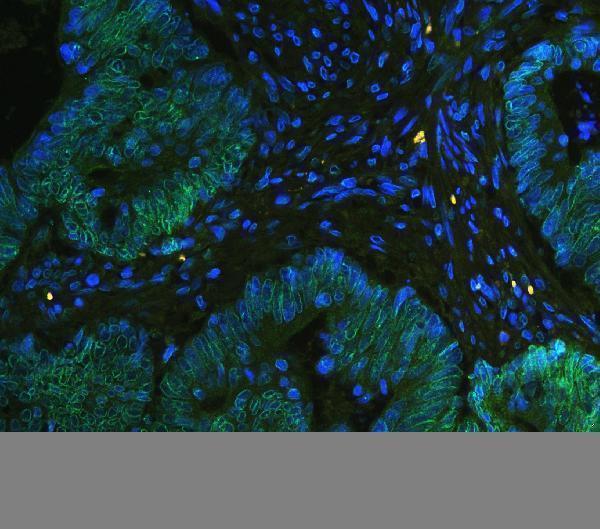 a00695 1 tpr primary antibodies if testing 6