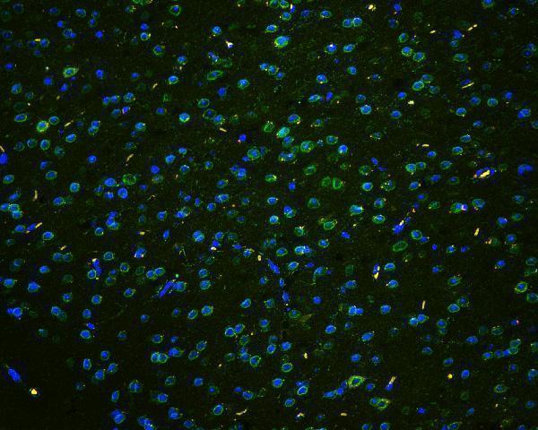 a00695 1 tpr primary antibodies if testing 7