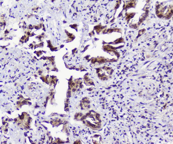 a00695 1 tpr primary antibodies ihc testing 2