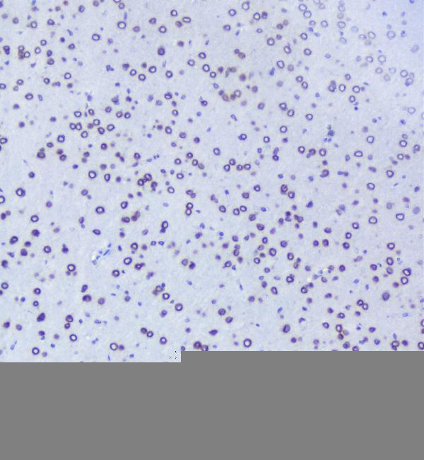 a00695 1 tpr primary antibodies ihc testing 3