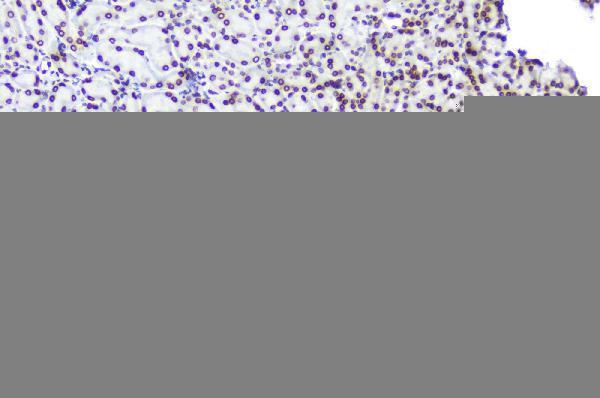 a00695 1 tpr primary antibodies ihc testing 4