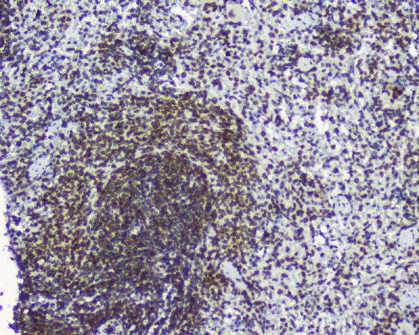 a00695 1 tpr primary antibodies ihc testing 5