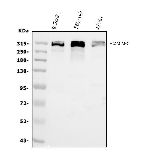 a00695 1 tpr primary antibodies wb testing 1_1
