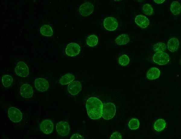a00695 2 tpr primary antibodies if testing 6