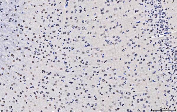 a00695 2 tpr primary antibodies ihc testing 4