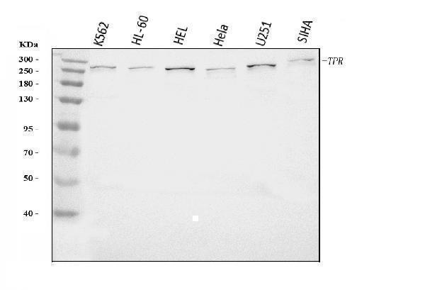  Western blot analysis of TPR using anti-TPR antibody (A00695-2)