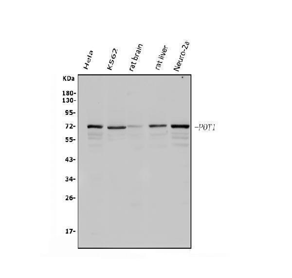 a00696 2 pot1 primary antibodies wb testing 1