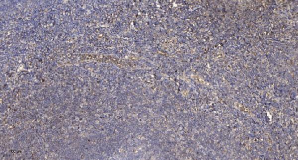 Immunohistochemical analysis of paraffin-embedded human tonsil