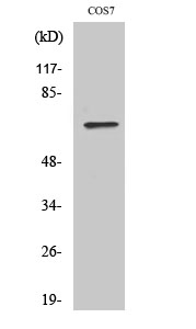 Western Blot analysis of various cells using POT1 Polyclonal Antibody cells nucleus extracted by Minute TM Cytoplasmic and Nuclear Fractionation kit 