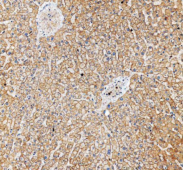 IHC analysis of GHR using anti-GHR antibody (A00698)