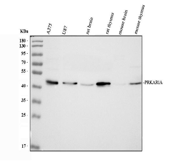 Western blot analysis of PRKAR1A using anti-PRKAR1A antibody (A00699-1)