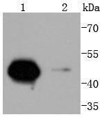 Western blot analysis of Cyclin A2 on different lysates using anti-Cyclin A2 antibody at 1/1,000 dilution