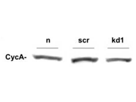 Western Blot of Rabbit anti-Cyclin A antibody shows no difference detected between cell lines
