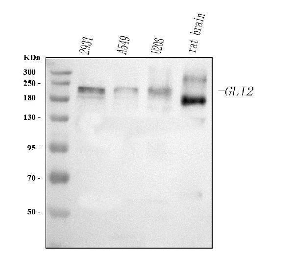  Western blot analysis of GLI2 using anti-GLI2 antibody (A00701-6)