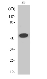 Western Blot analysis of various cells using Cleaved-Plasminogen HC A short form (V98) Polyclonal Antibody