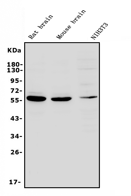 a00707 1 rnf8 primary antibodies wb testing 1