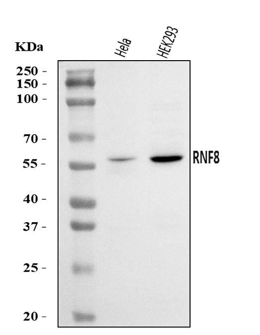a00707 2 rnf8 primary antibodies wb testing 1